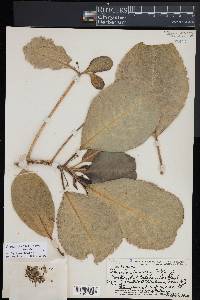 Claoxylon sandwicense image