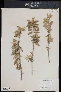 Croton betulinus image