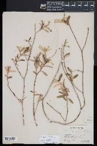 Croton linearis image