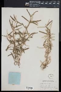 Croton linearis image