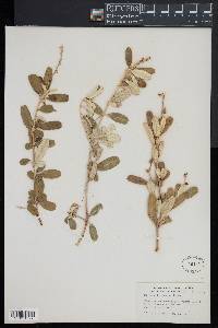 Croton linearis image