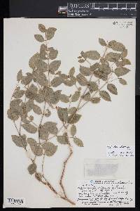 Euphorbia arnottiana image