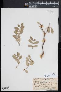 Euphorbia multiformis image