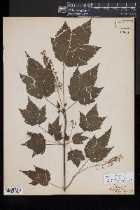 Acer spicatum image