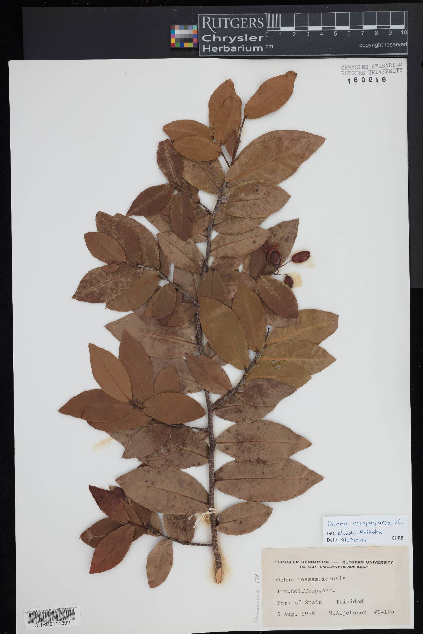 Ochna atropurpurea image
