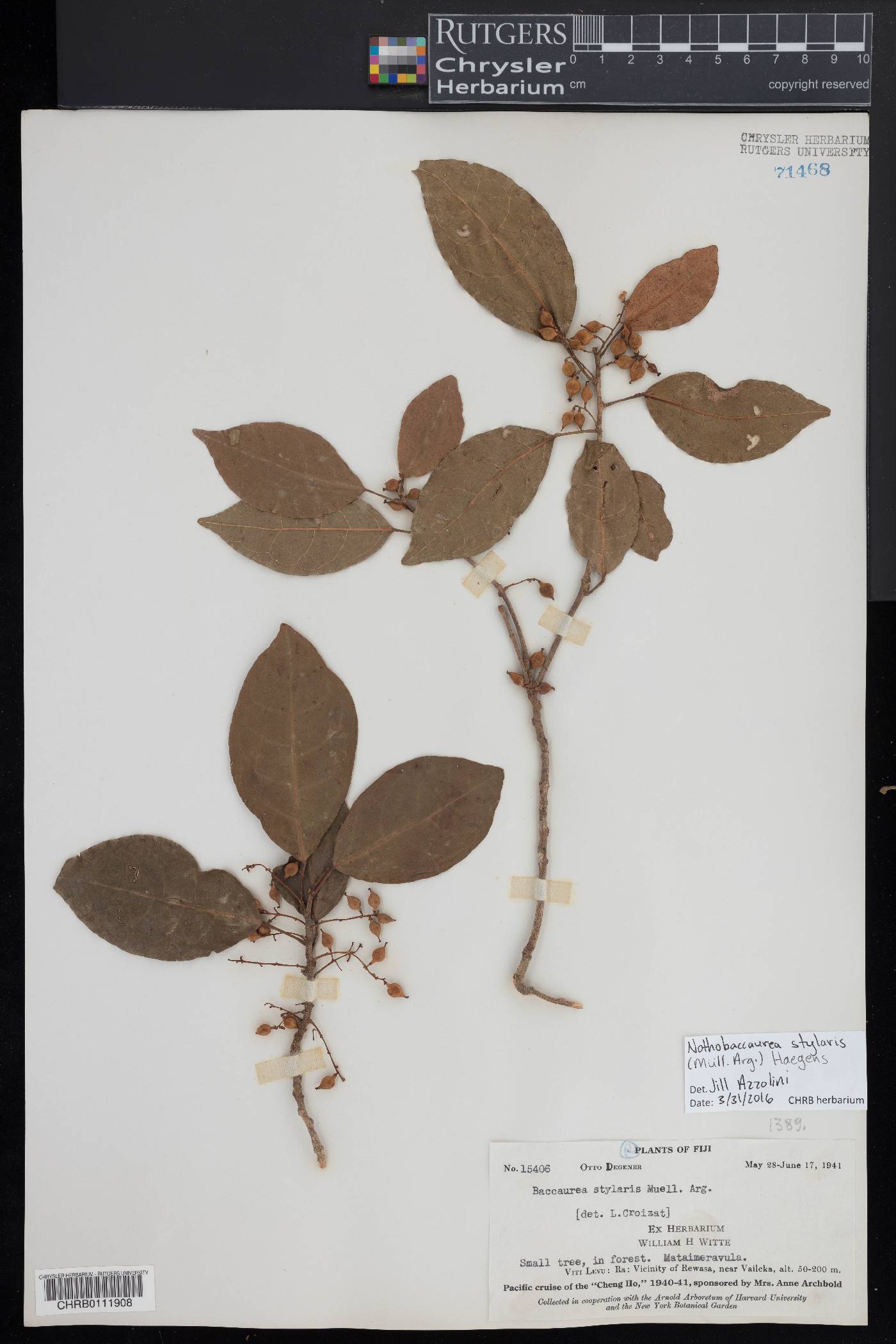 Nothobaccaurea image
