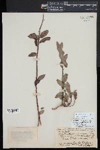 Phyllanthus distichus image