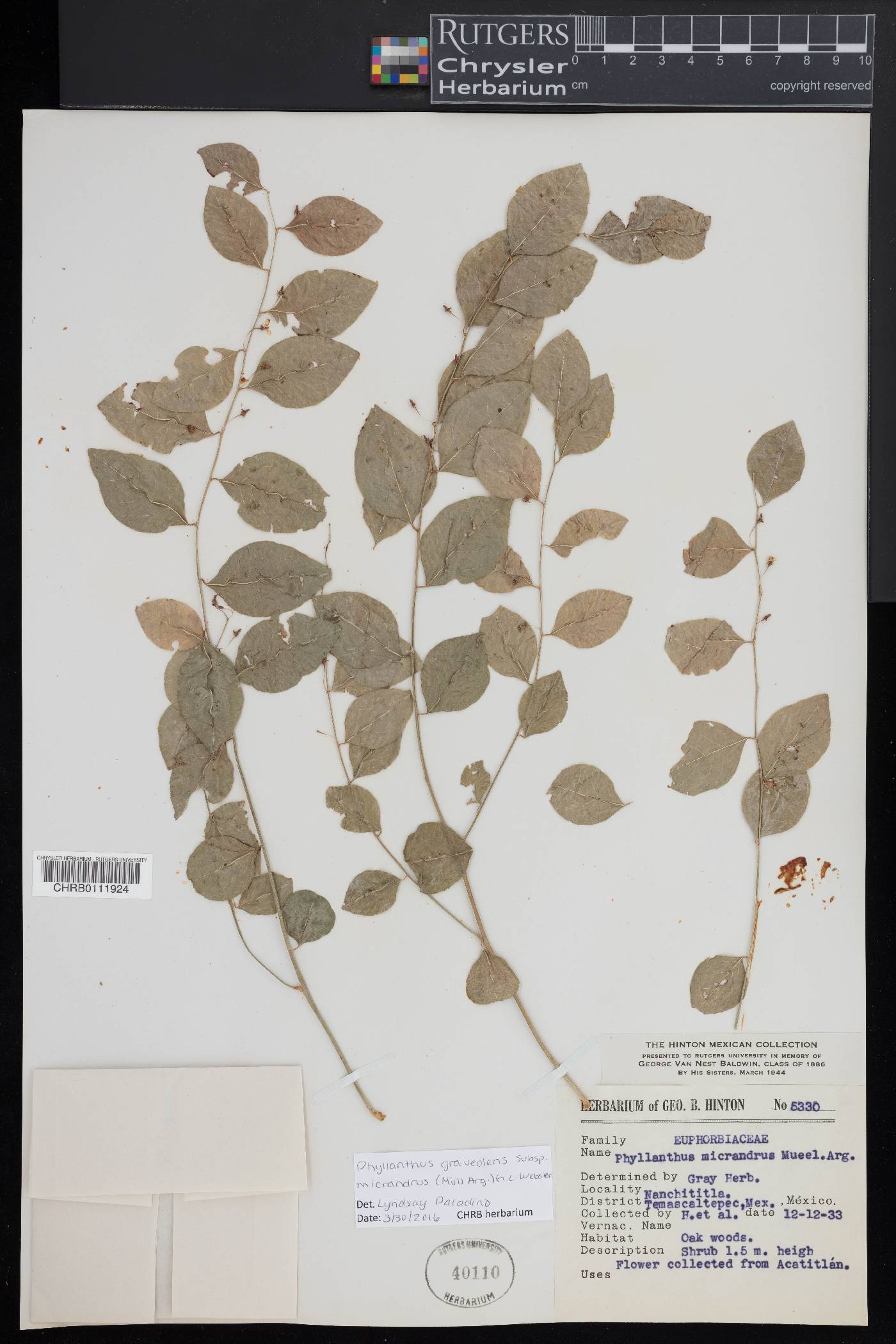 Phyllanthus graveolens image