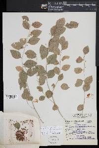 Phyllanthus graveolens image