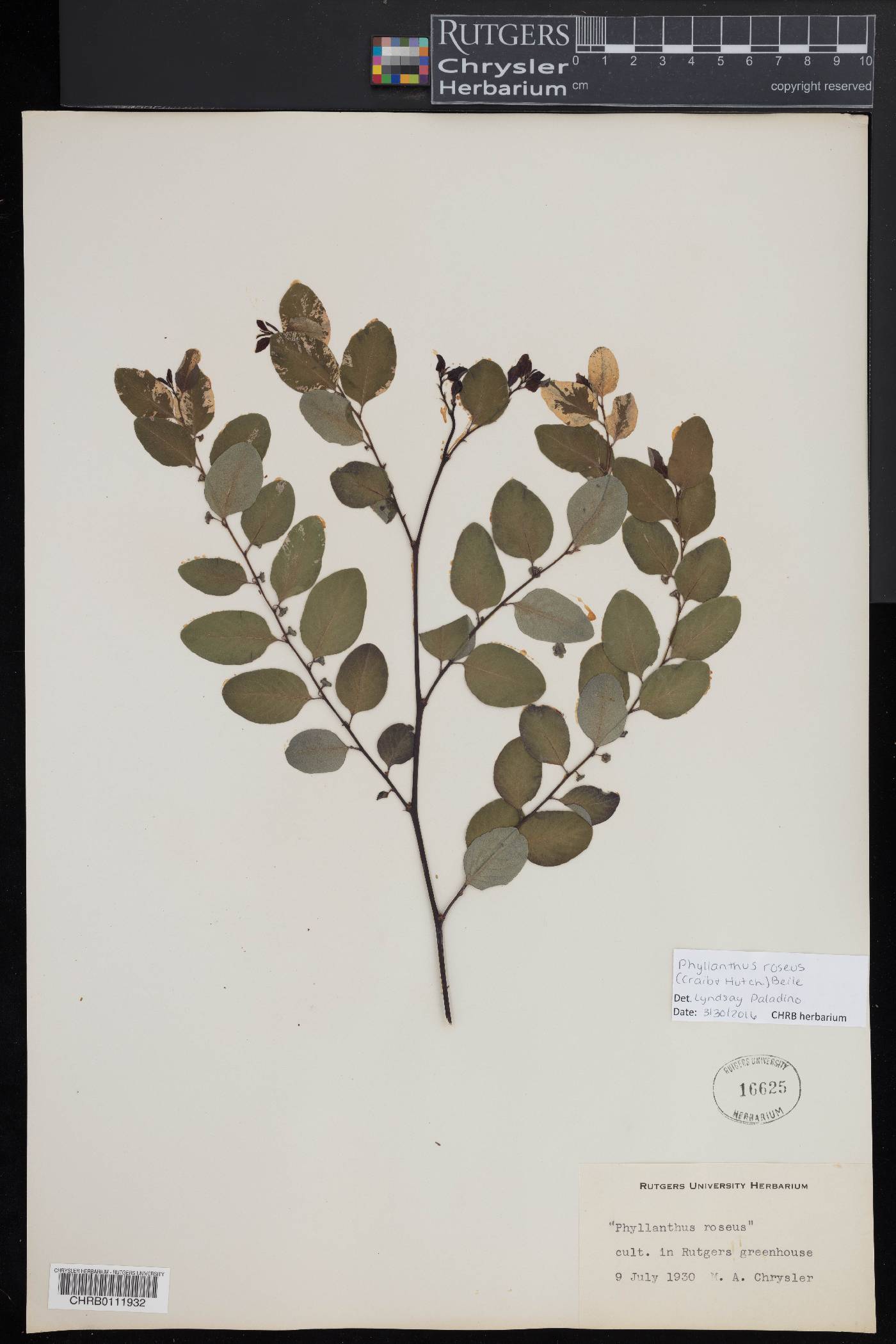 Phyllanthus roseus image