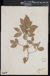 Savia sessiliflora image