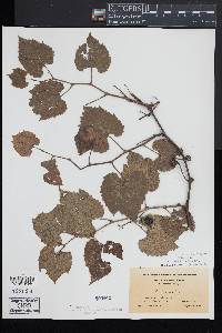 Vitis vulpina image