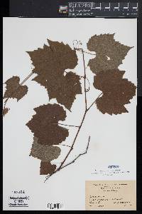 Vitis vulpina image