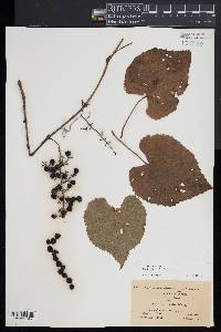 Vitis vulpina image