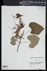 Vitis vulpina image