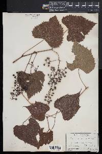 Vitis cordifolia image