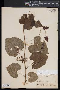 Vitis vulpina image