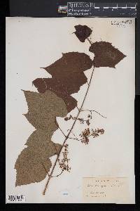 Vitis vulpina image