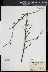 Prunus angustifolia image