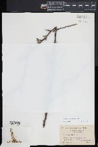 Prunus angustifolia image