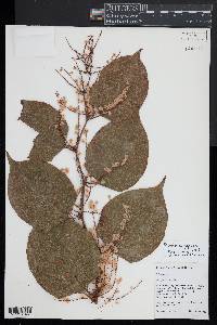 Reynoutria japonica image