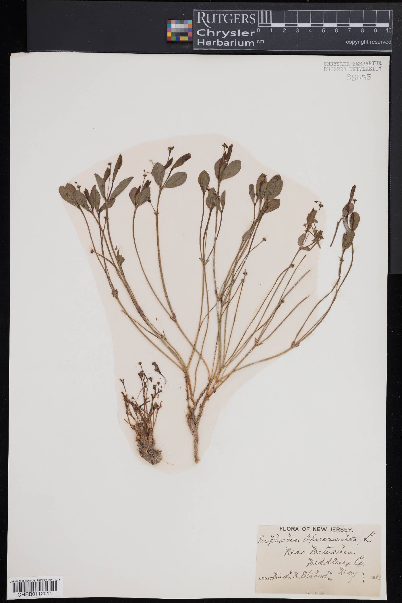 Euphorbia ipecacuanhae image