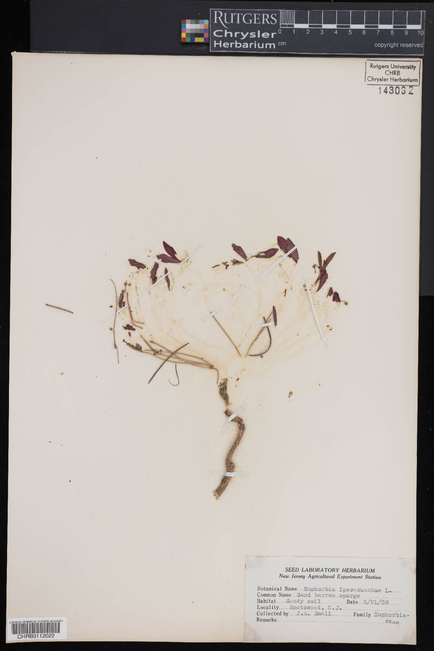 Euphorbia ipecacuanhae image