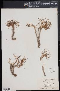 Euphorbia ipecacuanhae image