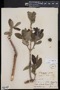 Euphorbia tanquahuete image