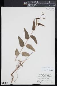 Tragia urticifolia image