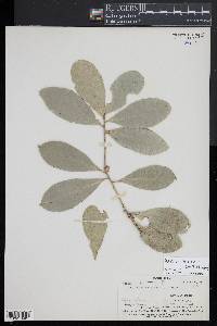 Balanops pedicellata image