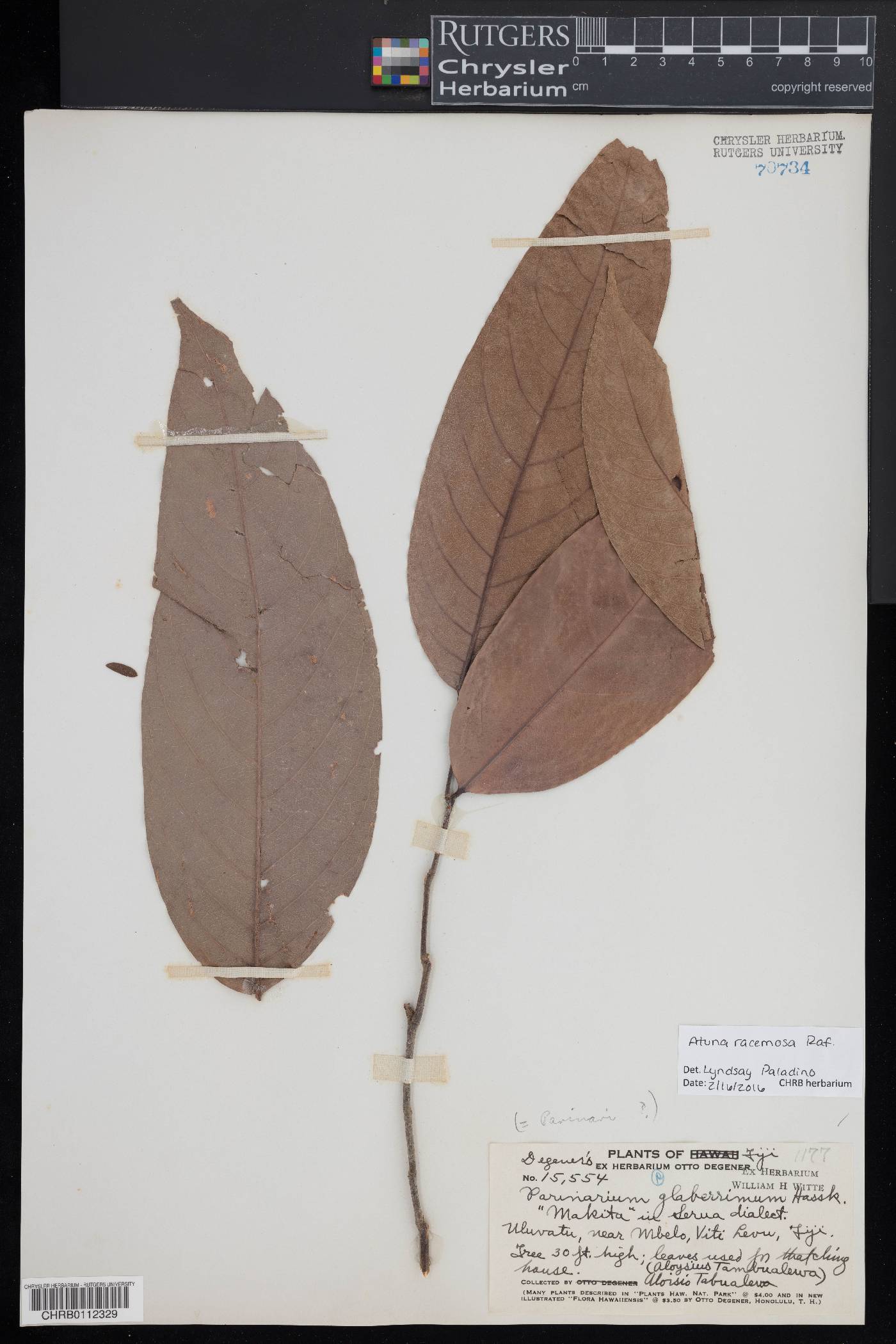 Atuna excelsa image