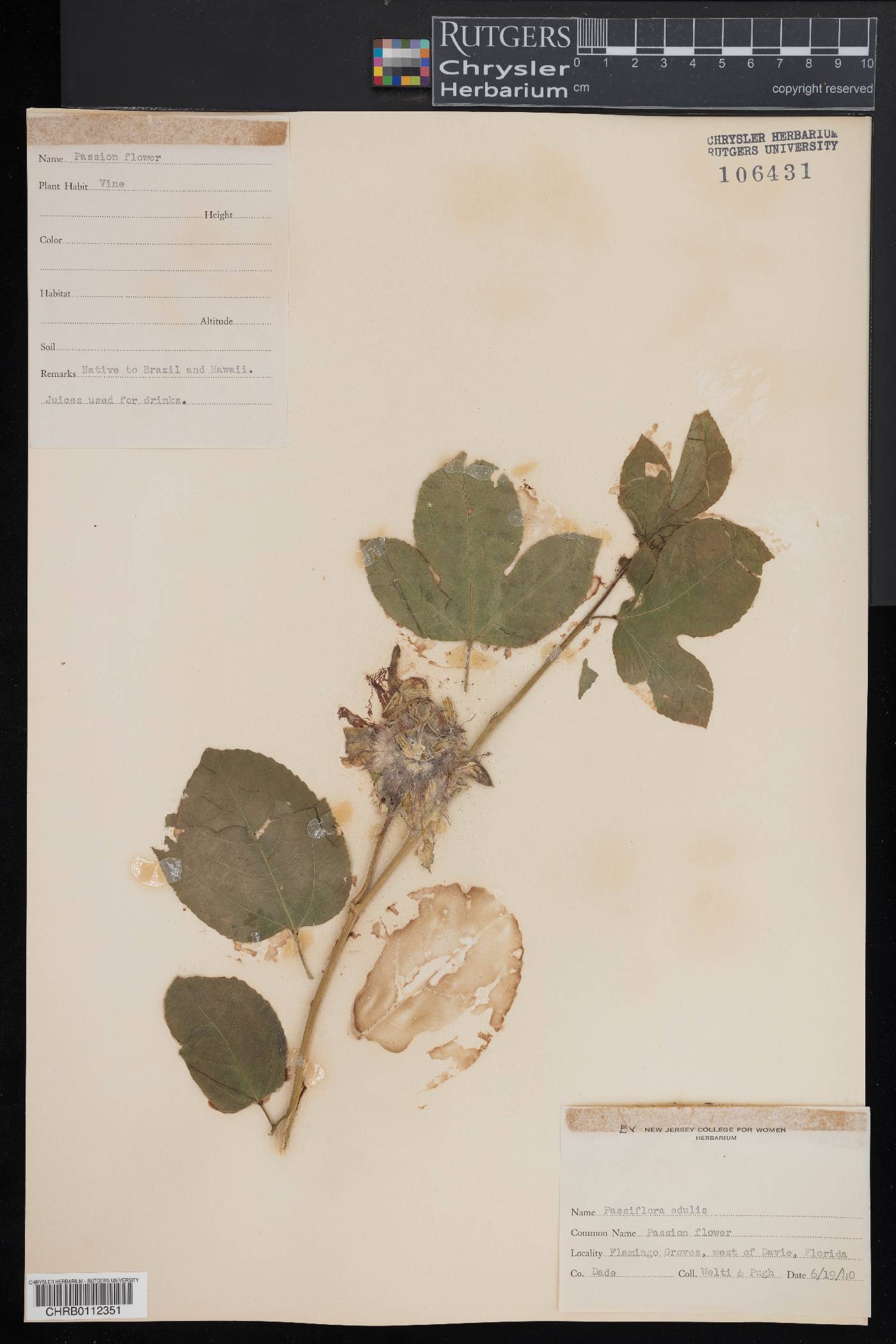 Passiflora edulis image
