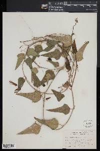 Passiflora lancifolia image