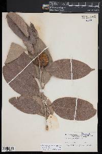 Image of Hydnocarpus pentandrus