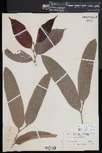 Hydnocarpus pentandrus image