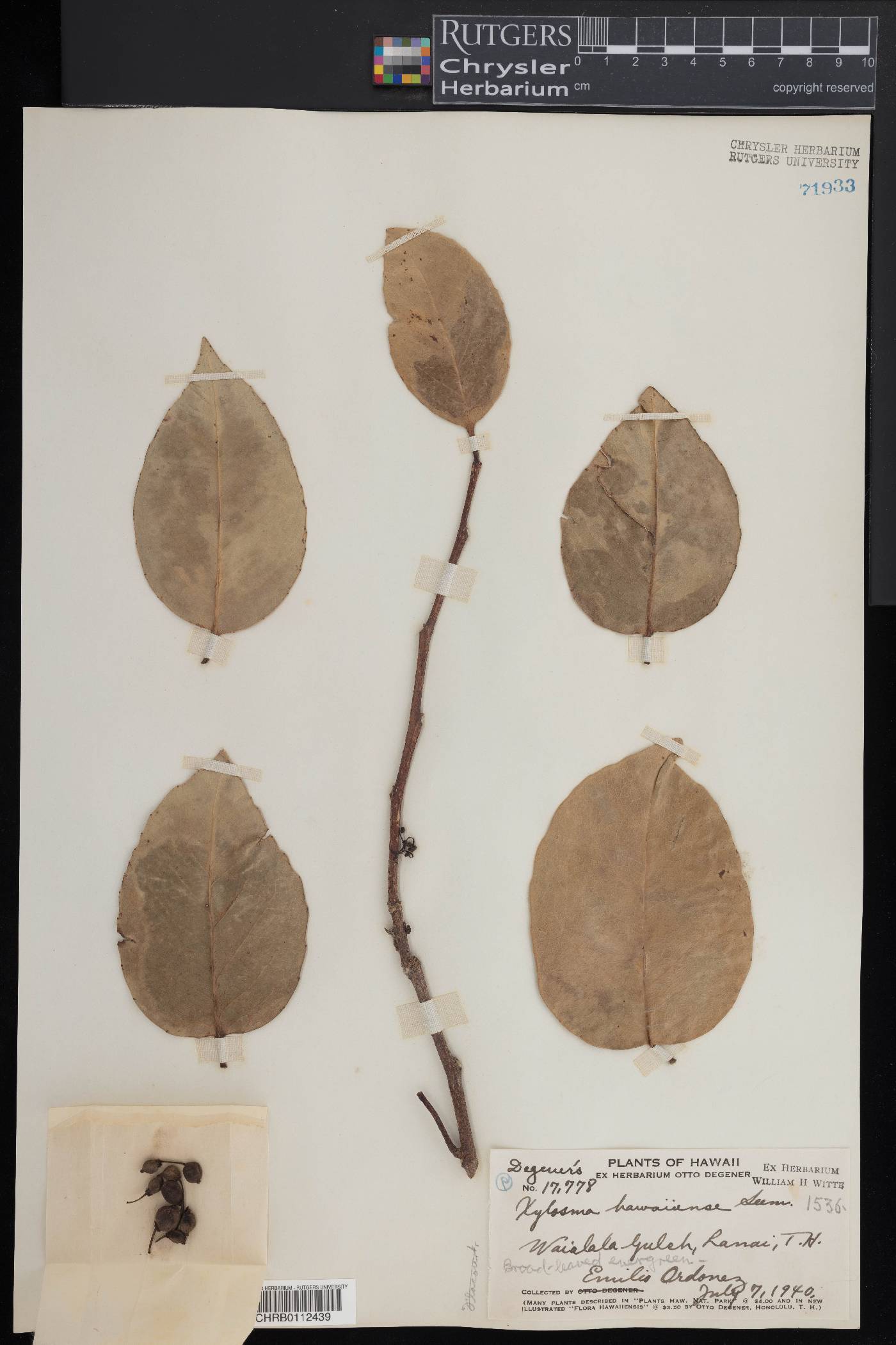 Xylosma hawaiiensis image