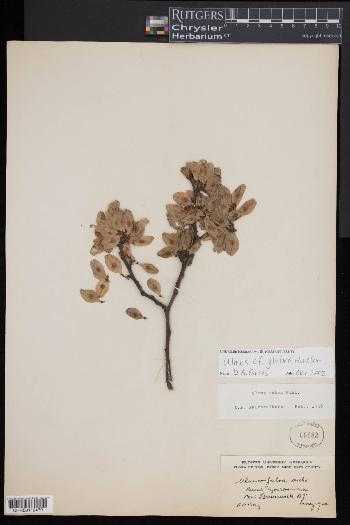 Ulmus glabra image