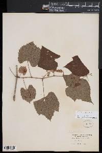 Vitis vulpina image