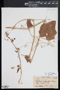 Sicyos pachycarpus image