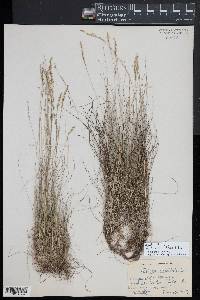 Festuca filiformis image