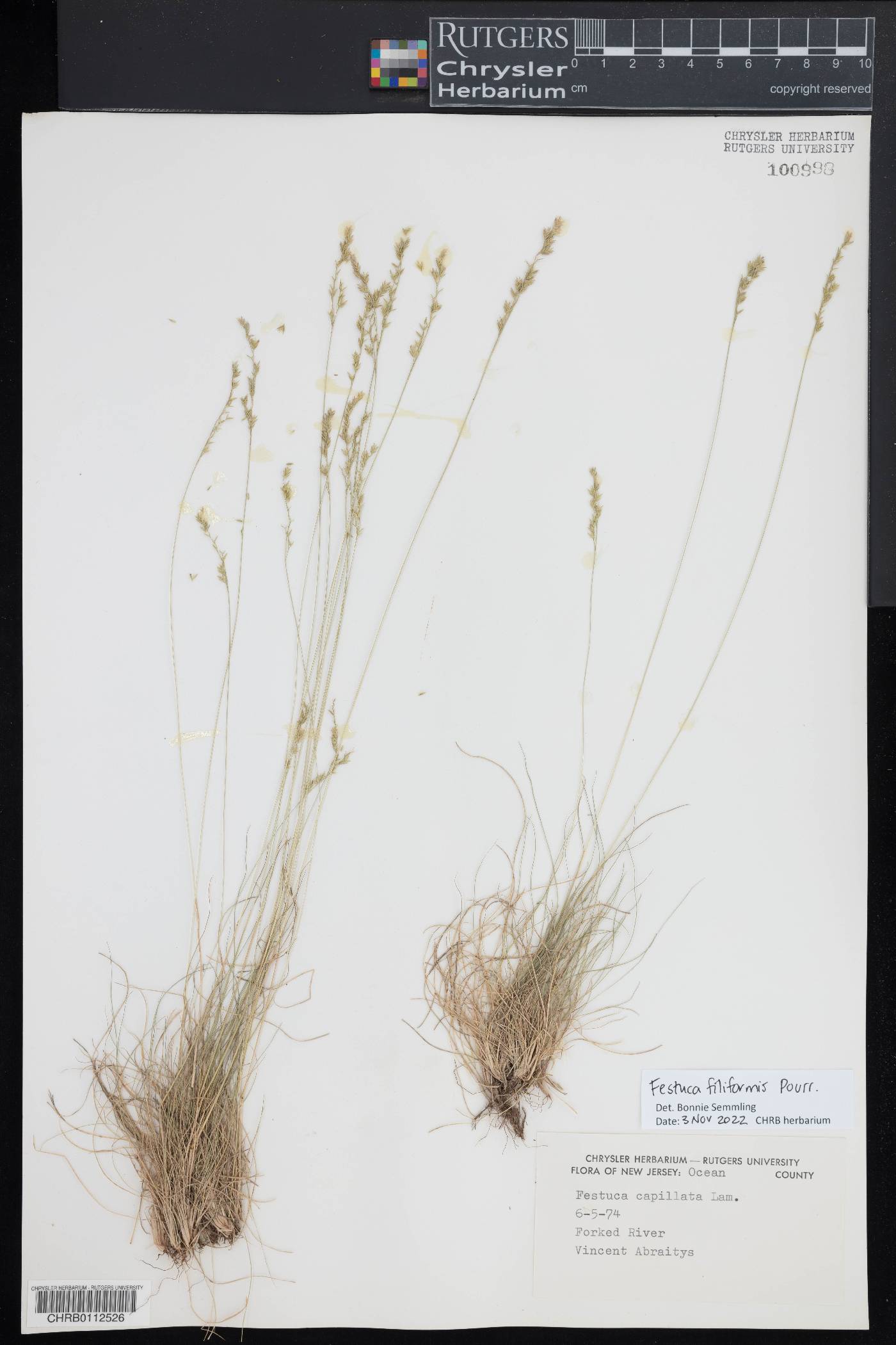 Festuca filiformis image