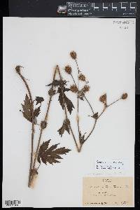 Geum aleppicum image