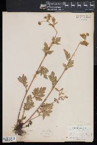 Geum laciniatum image