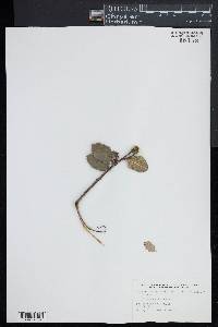 Rhamnus ilicifolia image