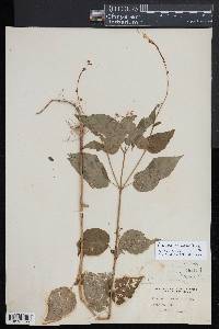 Circaea canadensis image