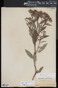 Spiraea japonica image