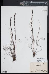 Drosera filiformis image