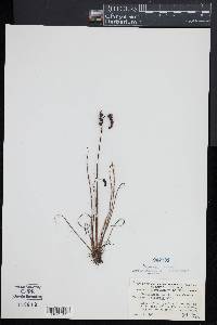 Drosera filiformis image