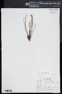 Drosera filiformis image